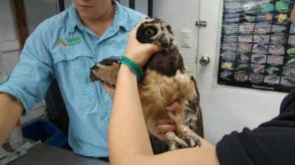 Owl Rescued by Refugio Herpetologico de Costa Rica