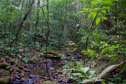 Área de Conservación Guanacaste