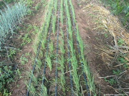 Asociación Agro-Orgánica Guanacasteca