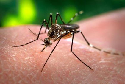 Ae. aegypti feeding on a human. Photo CDC